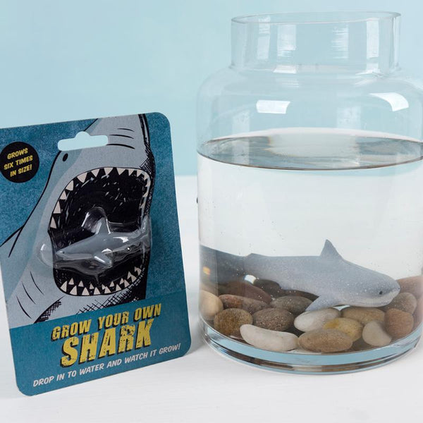 Grow your own shark